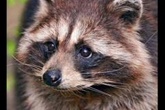 racoon-1